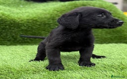 Labrador Retriever dogs for sale: Labrador pups  - Image 17