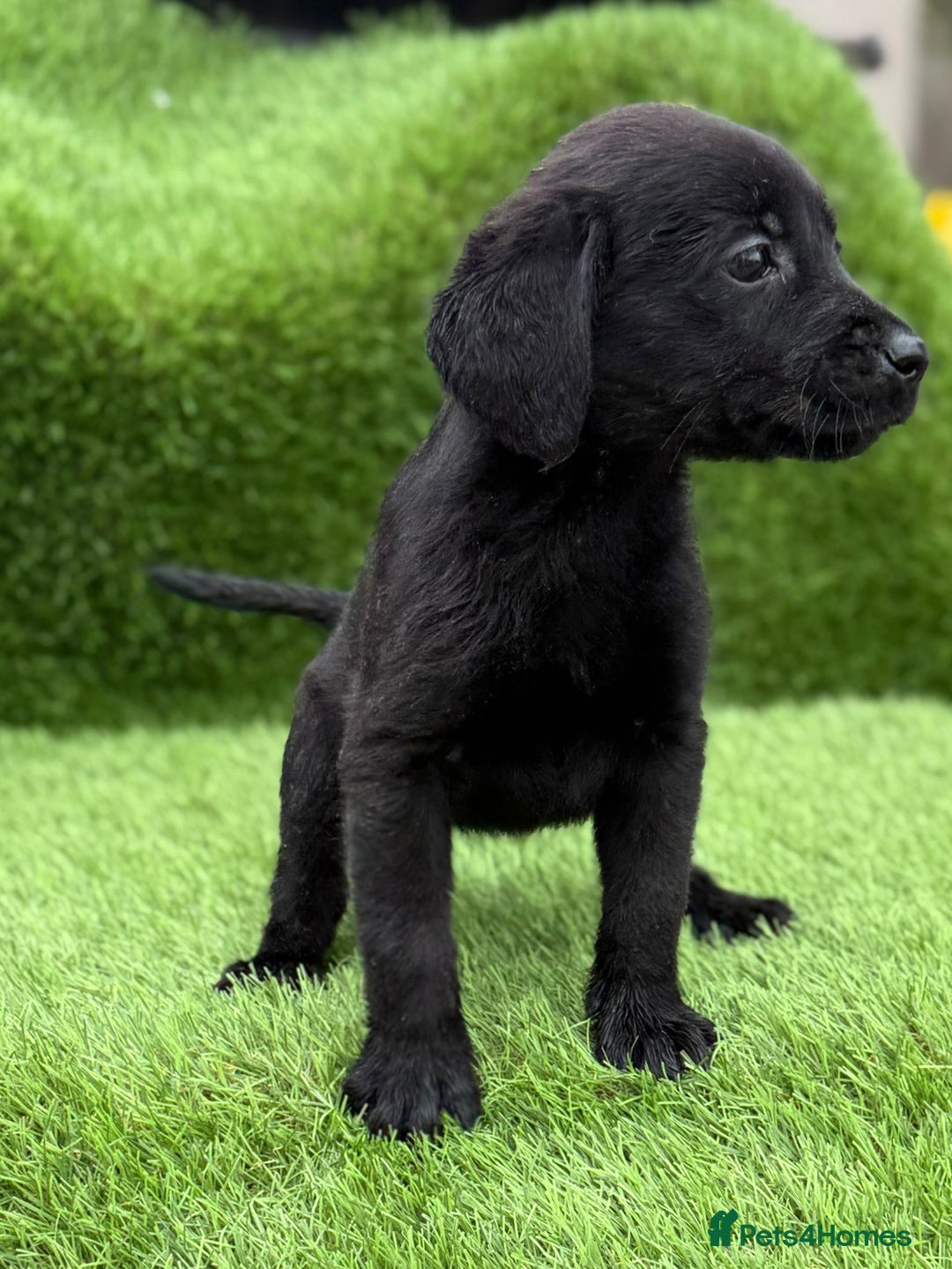 Labrador Retriever dogs for sale: Labrador pups  - Image 17