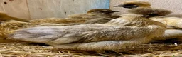 Chickens poultry for sale: Silkie  - Advert 18