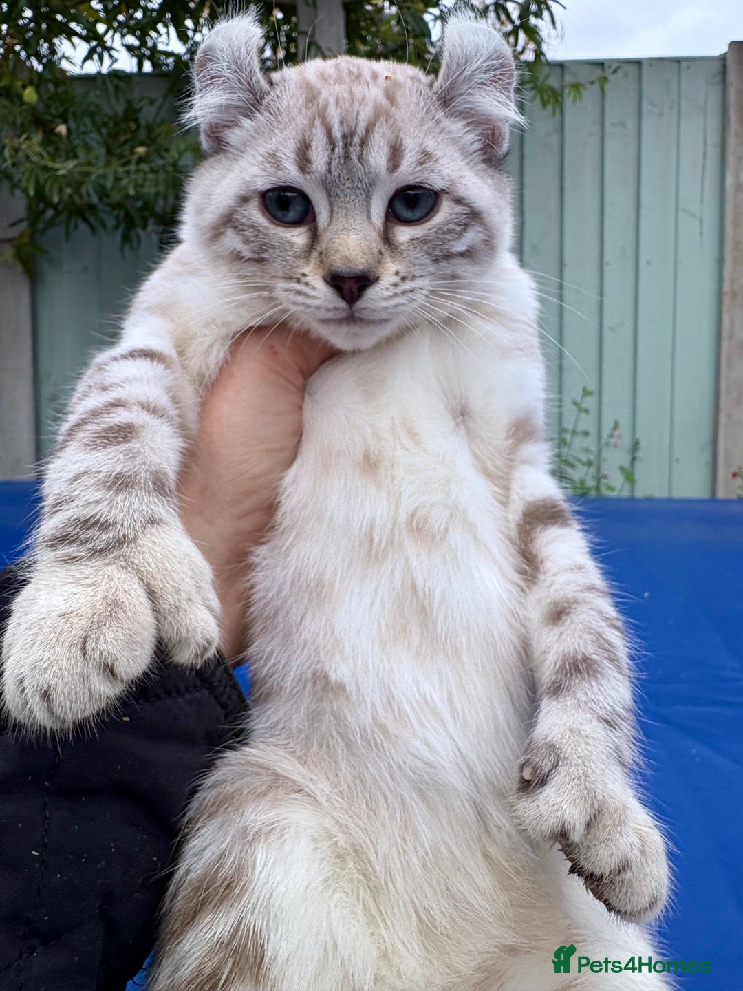 Savannah cats for sale: Breath taking wild looking girl  - Image 25