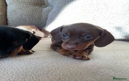 Miniature Dachshund dogs for sale: Miniature dachshunds  - Image 6