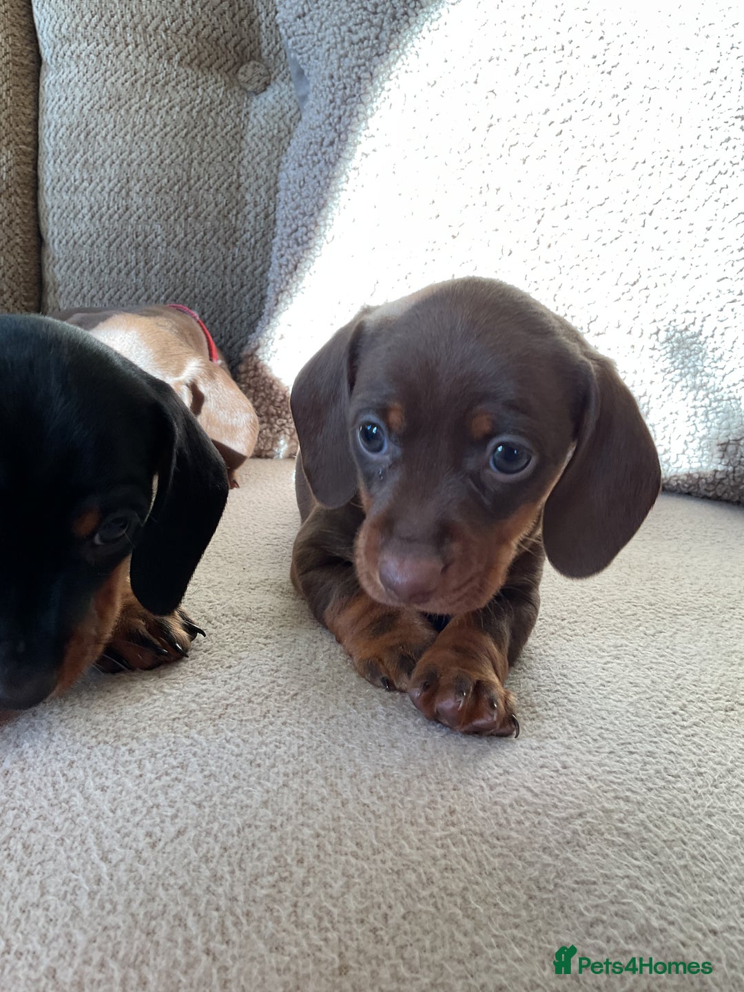 Miniature Dachshund dogs for sale: Miniature dachshunds  - Image 6