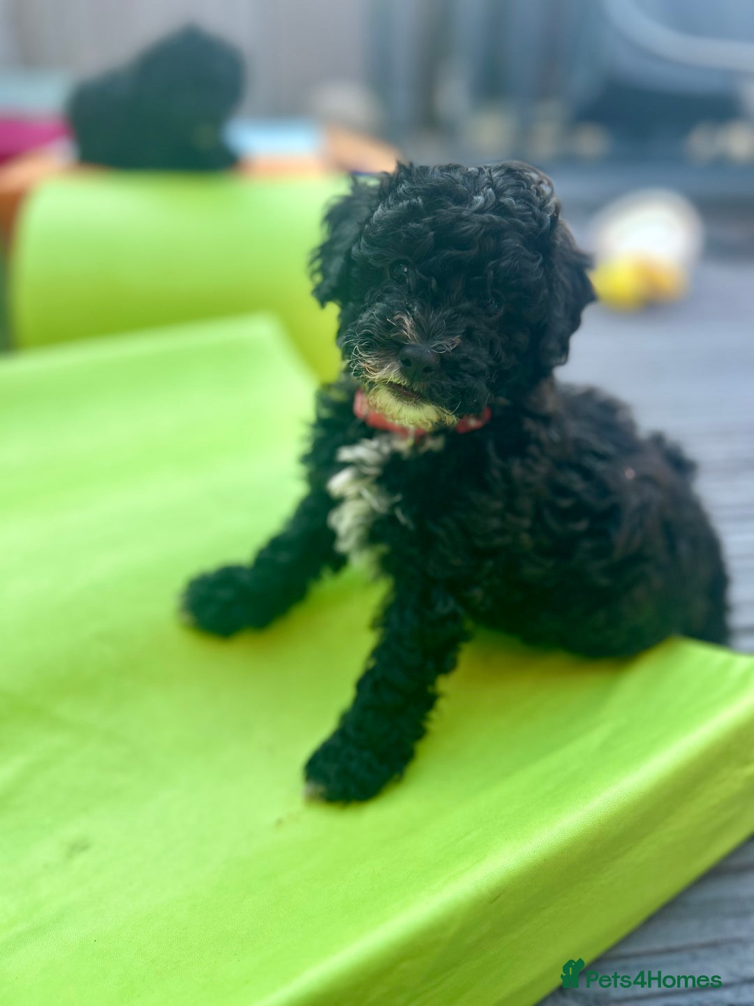 Maltipoo dogs for sale: Stunning F1b Toy Maltipoo puppies  in Bristol - Image 19
