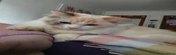 Mixed Breed cats for sale: Kitten for rehoming - Advert 4
