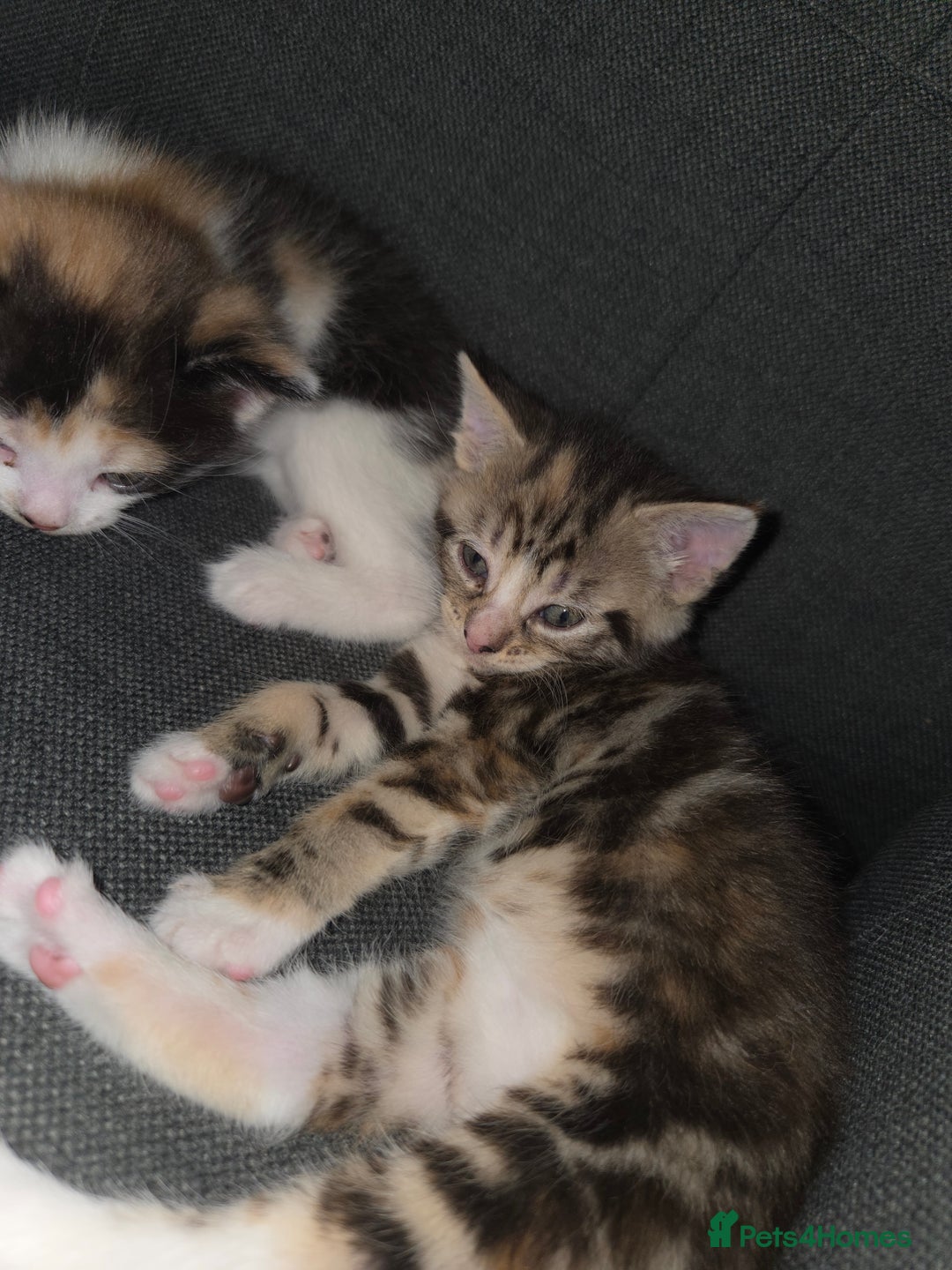 Mixed Breed cats for sale: 2 beautiful girl kittens  - Advert 4