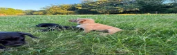 Labradoodle dogs for sale: Now ready miniature labradoodles  - Advert 9