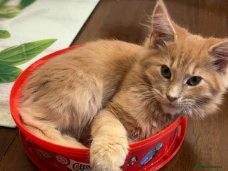 Maine Coon cats Maine Coon pedigree xl - Advert 17