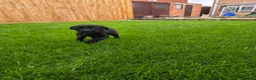 Labrador Retriever dogs for sale: Working labrador puppies  - Advert 8