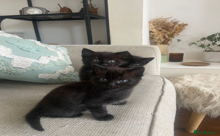 Mixed Breed cats - Advert 3