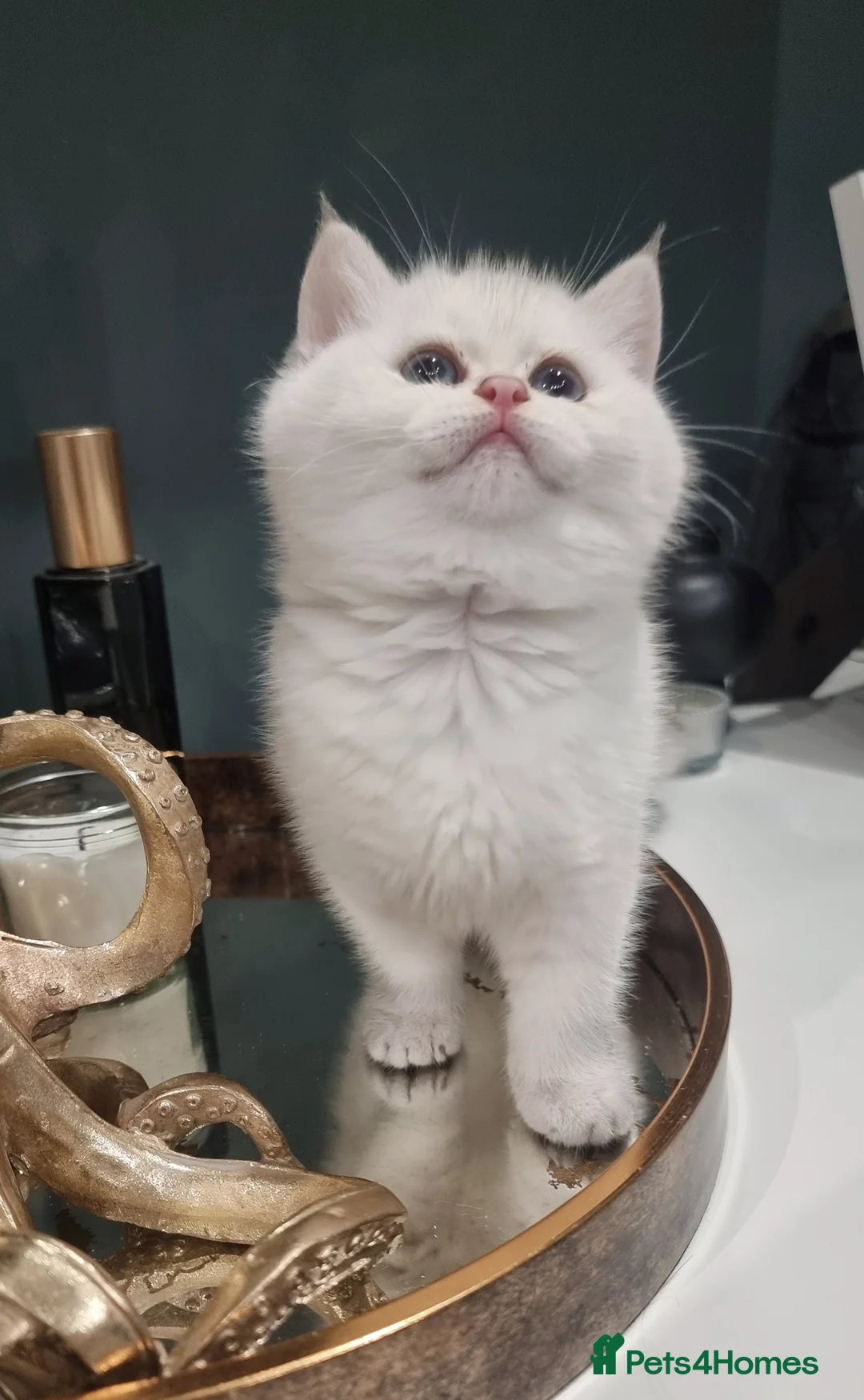British Shorthair cats for sale: Luxury Chunky GCCF Silver and Golden Russian lines - Advert 6