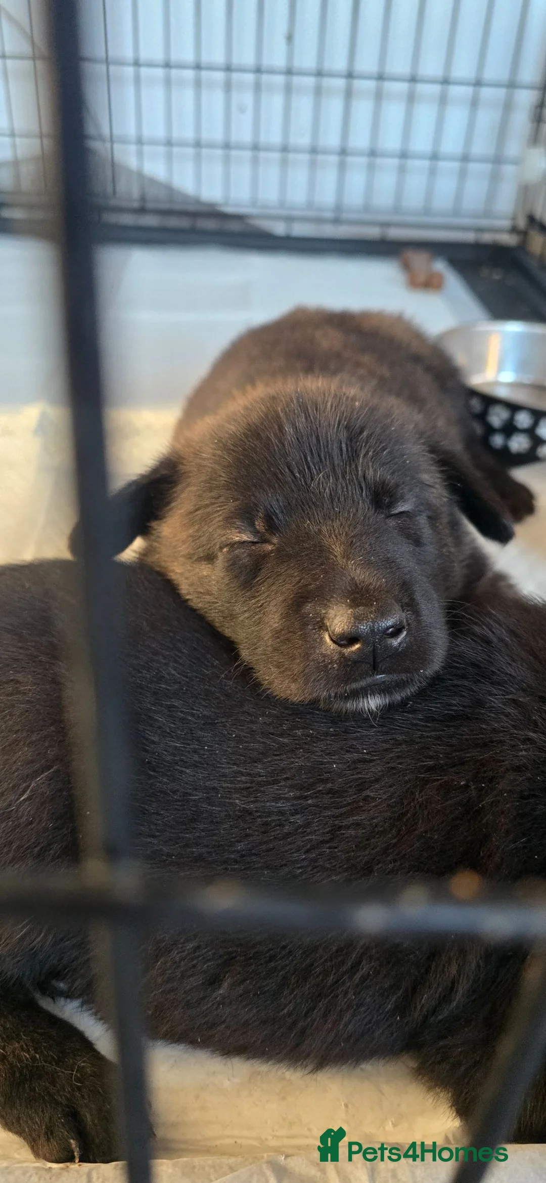 Belgian Shepherd Dog dogs for sale: 2x Dutch herders - Advert 1