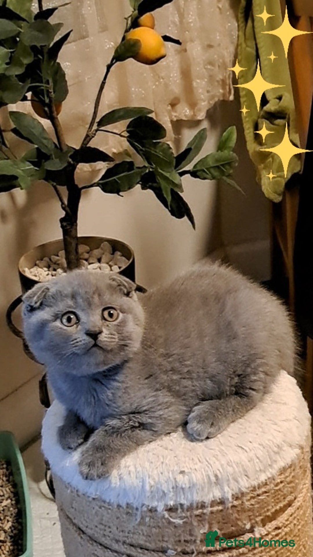 British Shorthair cats for sale: ONE KITTEN FOLD EARS IS AVAILABLE  - Advert 3