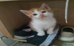 Balinese cats for sale: 6 buteful cats searching for homes. - Image 4