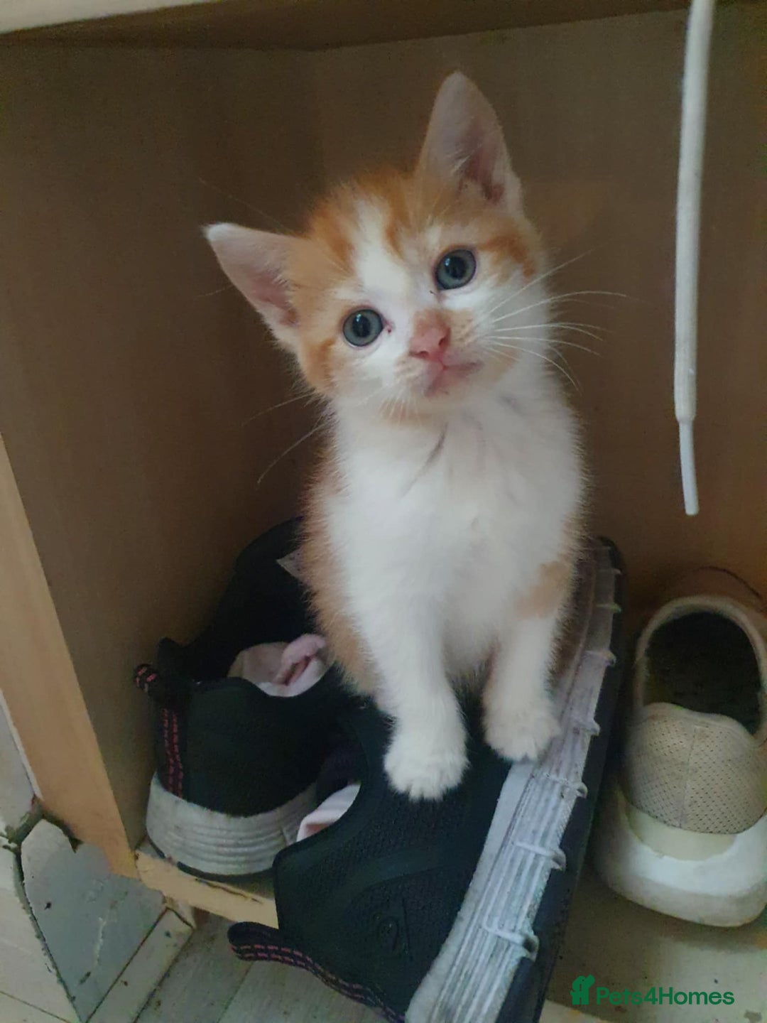 Balinese cats for sale: 6 buteful cats searching for homes. - Image 4