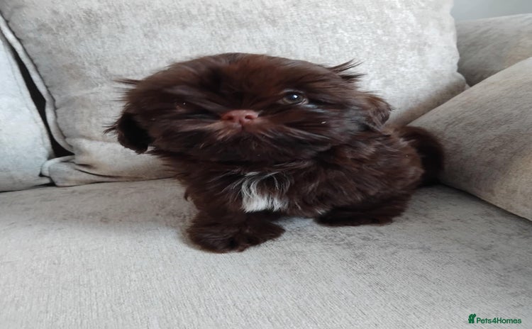 Shih Tzu dogs - Advert 7
