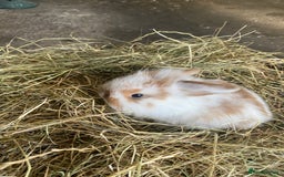 Lionhead rabbits for sale: Lion head x mini lop  - Image 2