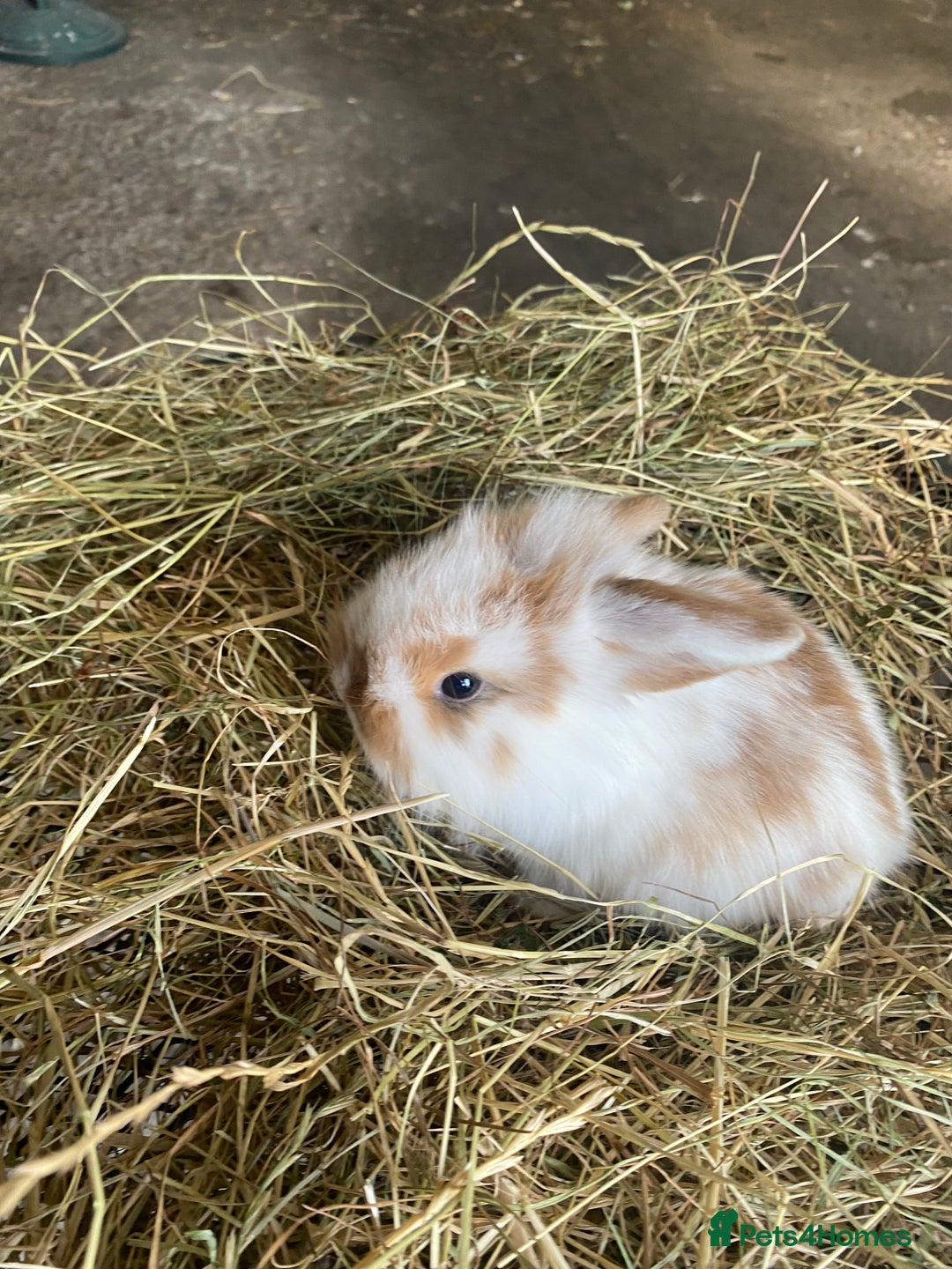 Lionhead rabbits for sale: Lion head x mini lop  - Image 2