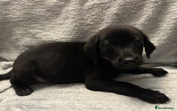 Labrador Retriever dogs for sale: Ready now beautiful Labrador retriever puppies - Image 18