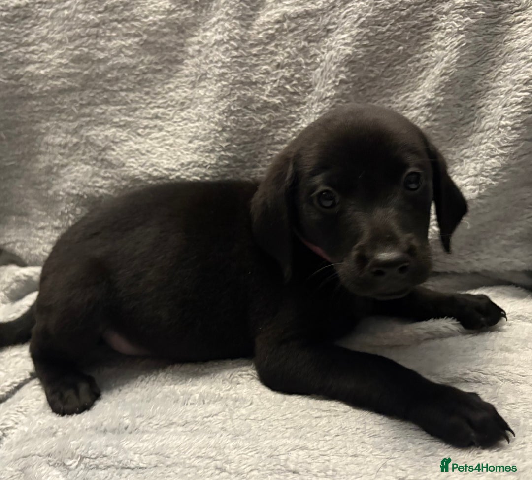 Labrador Retriever dogs for sale: Ready now beautiful Labrador retriever puppies - Image 18