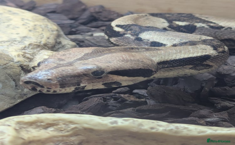 Boa Snake reptiles - Advert 1