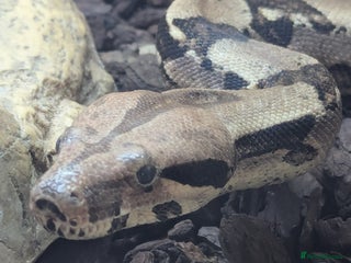 Boa Snake reptiles - Advert 2