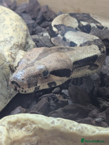 Boa Snake reptiles - Advert 2