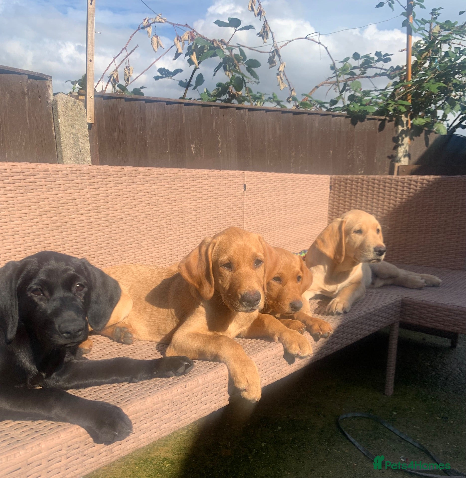Labrador Retriever dogs Stunning KC Labrador / 1 boy available 🐾 - Advert 10