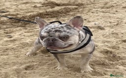 French Bulldog dogs for sale: Stunning blue & lilac merle READY for new homes 🏡 - Image 22