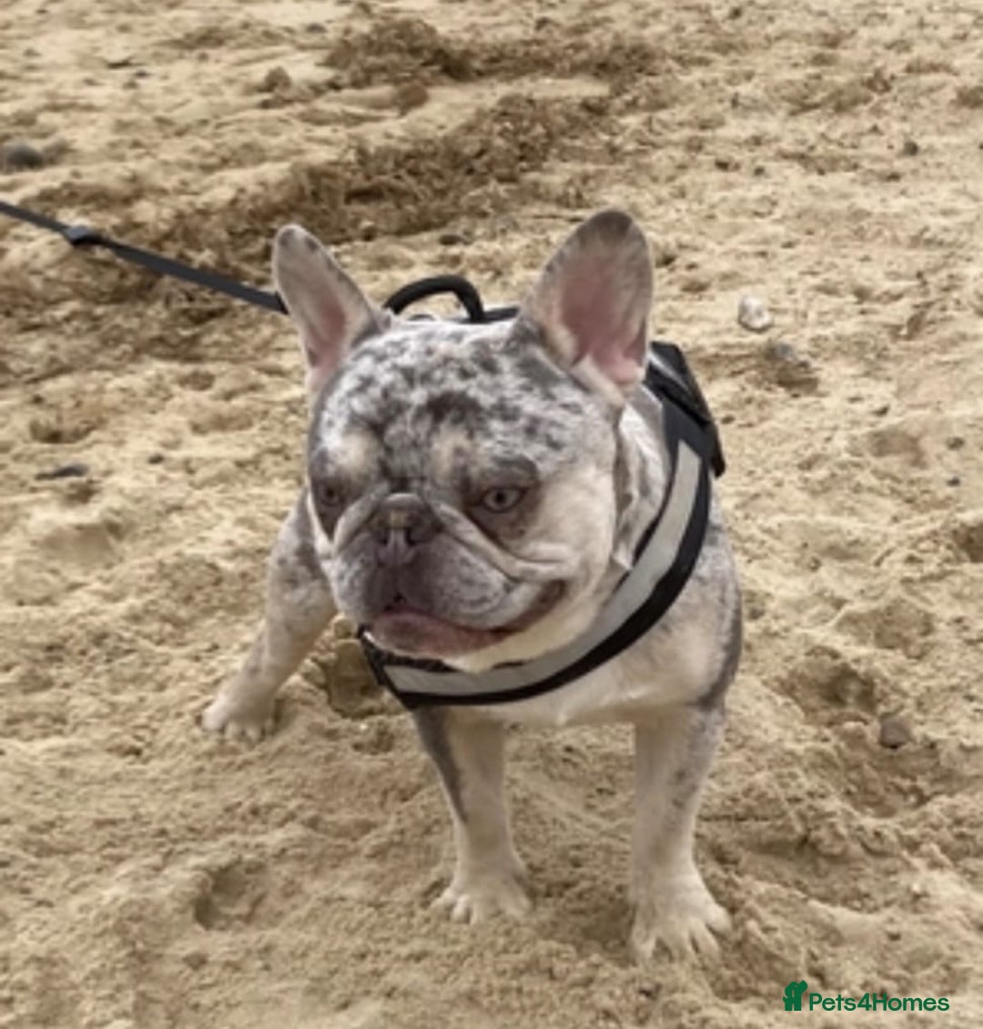 French Bulldog dogs for sale: Stunning blue & lilac merle READY for new homes 🏡 - Image 22