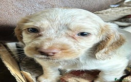 Cocker Spaniel dogs for sale: Beautiful cocker spaniel puppies  - Image 6