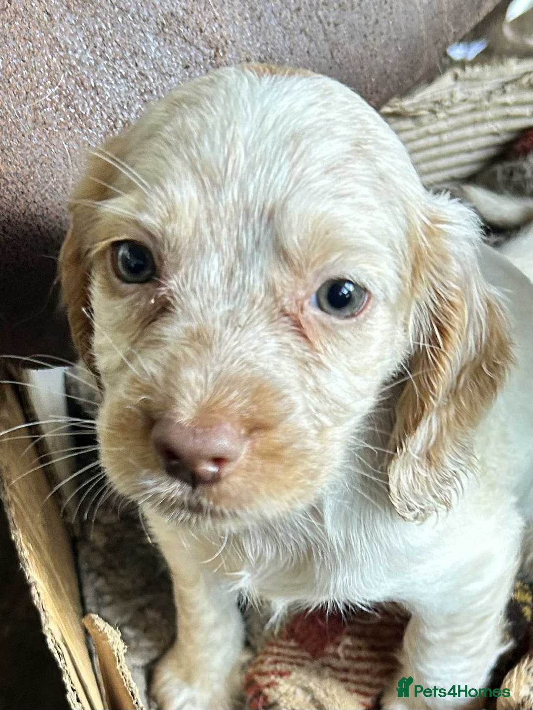 Cocker Spaniel dogs for sale: Beautiful cocker spaniel puppies  - Image 6