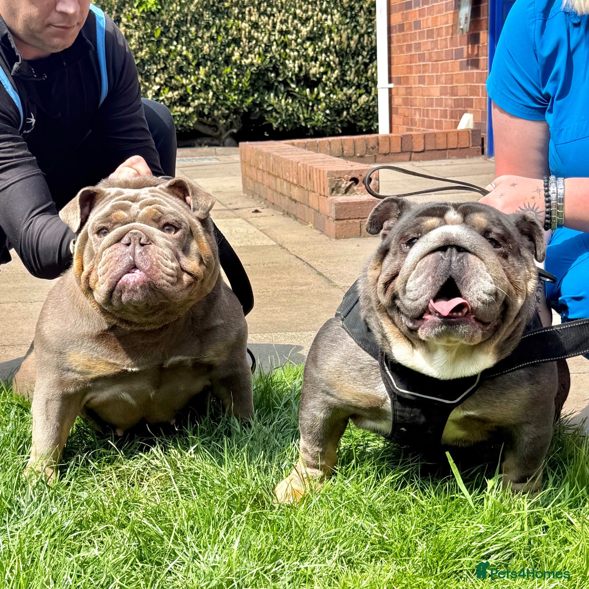 English Bulldog dogs for sale: Kc reg Incredible litter health tested Parents  - Advert 1