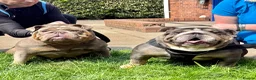 English Bulldog dogs for sale: Kc reg Incredible litter health tested Parents  - Advert 1