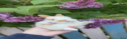 Mixed Breed rabbits for sale: Baby rabbits lion head mixed with mini lop - Advert 3