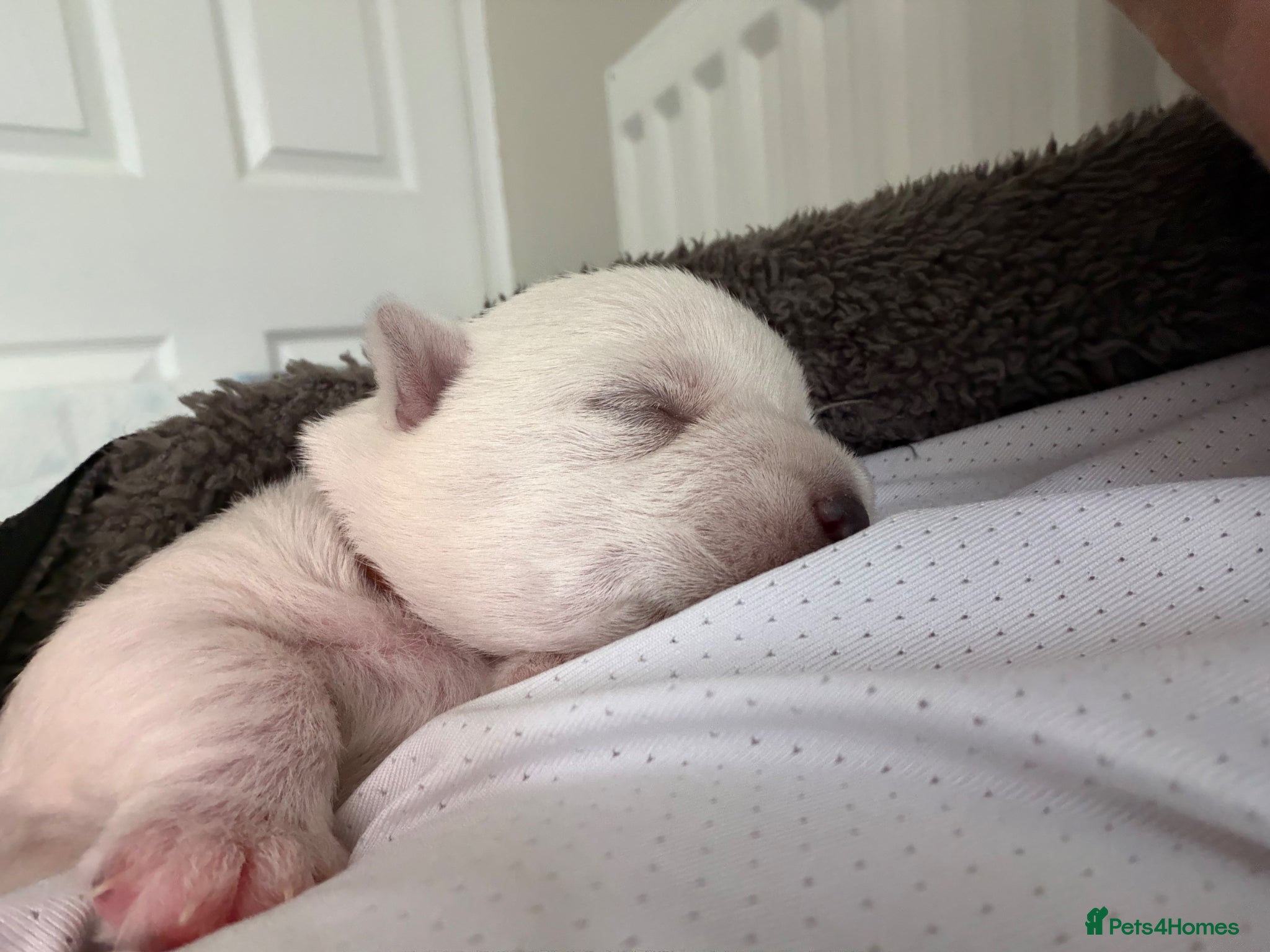 West Highland Terrier dogs West Highland terrier pups - Advert 2