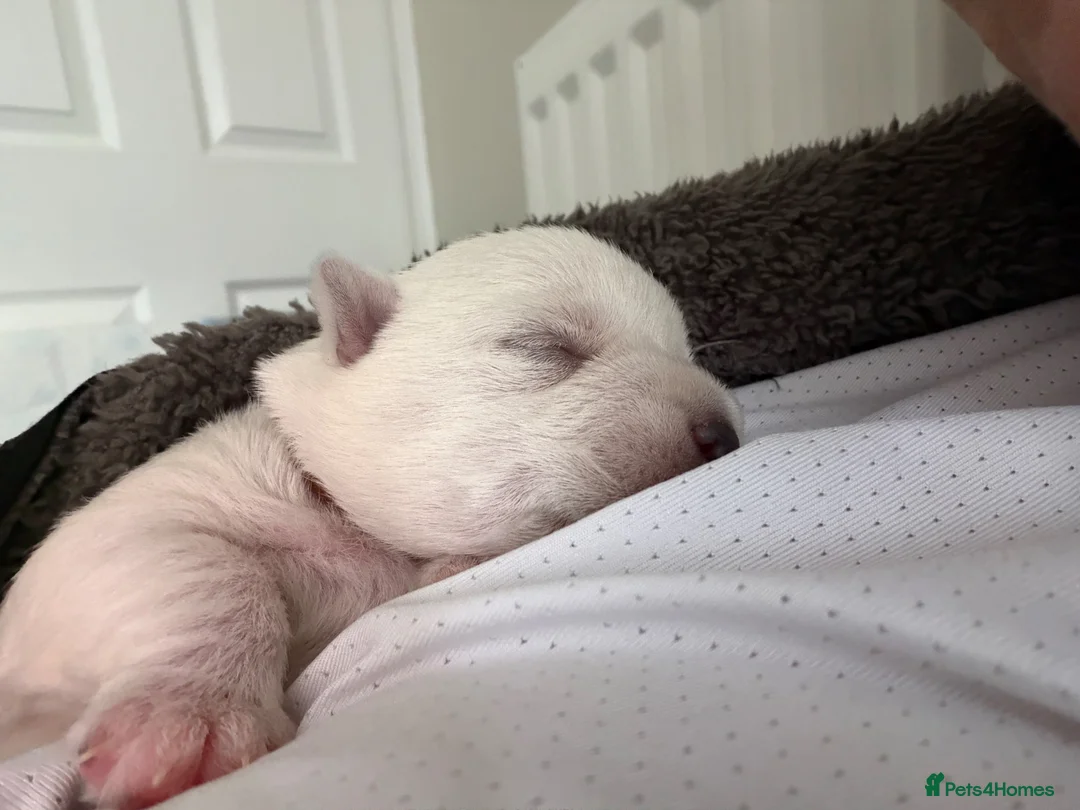 West Highland Terrier dogs for sale: West Highland terrier pups - Advert 1