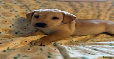 Labrador Retriever dogs - Advert 5