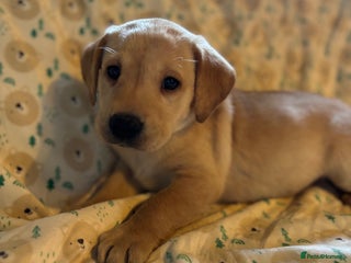 Labrador Retriever dogs - Advert 2