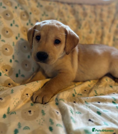 Labrador Retriever dogs - Advert 5