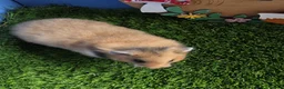 Hamster rodents for sale: Female pedigree long haired golden Syrian hamster  - Advert 2