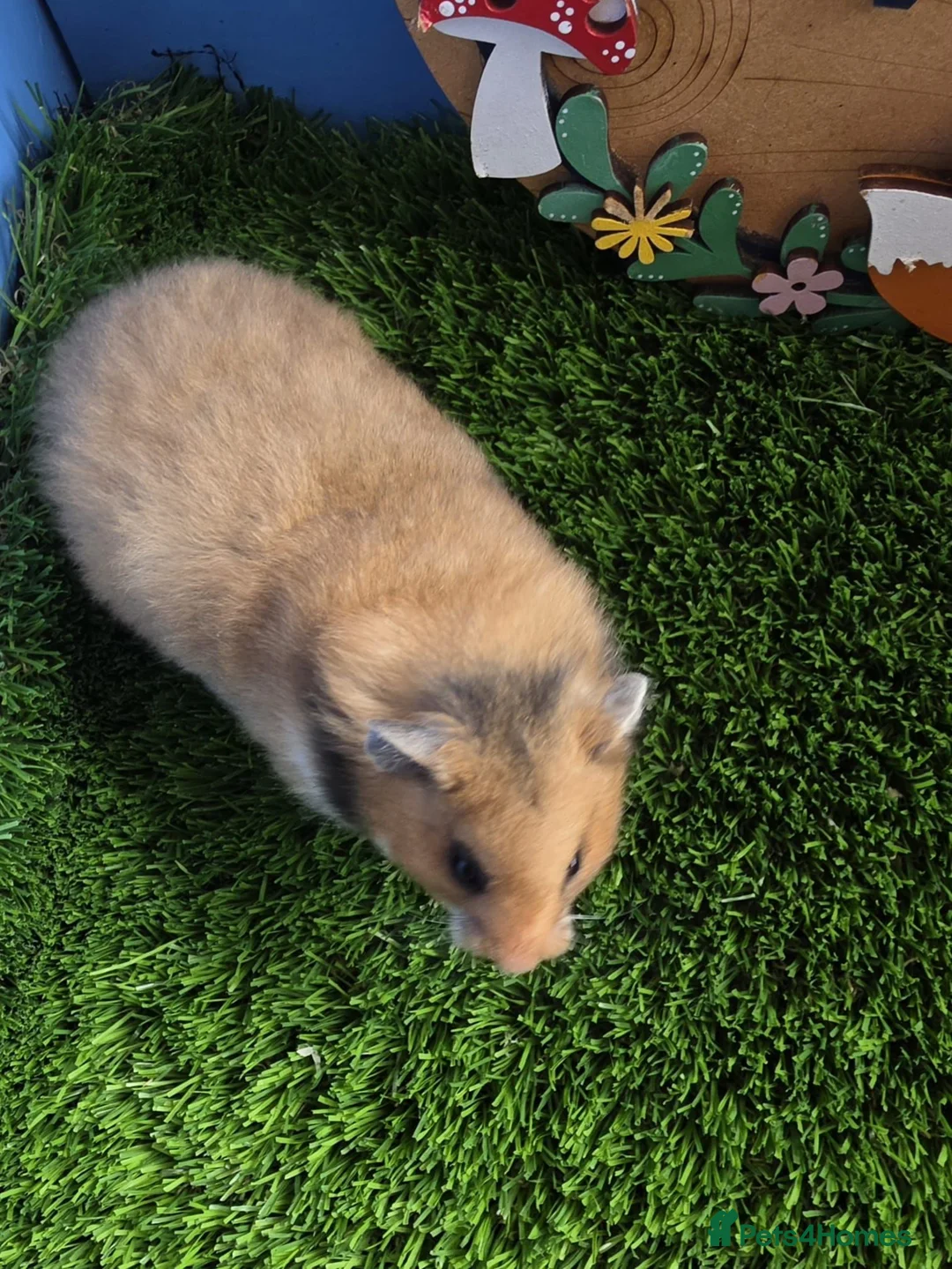 Hamster rodents for sale: Female pedigree long haired golden Syrian hamster  - Advert 2