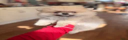 Pomeranian dogs for sale: ✨Exceptional Pomeranian Puppy -Ready Now✨ - Advert 4