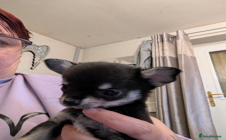 Chihuahua dogs - Advert 1