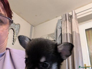 Chihuahua dogs - Advert 1