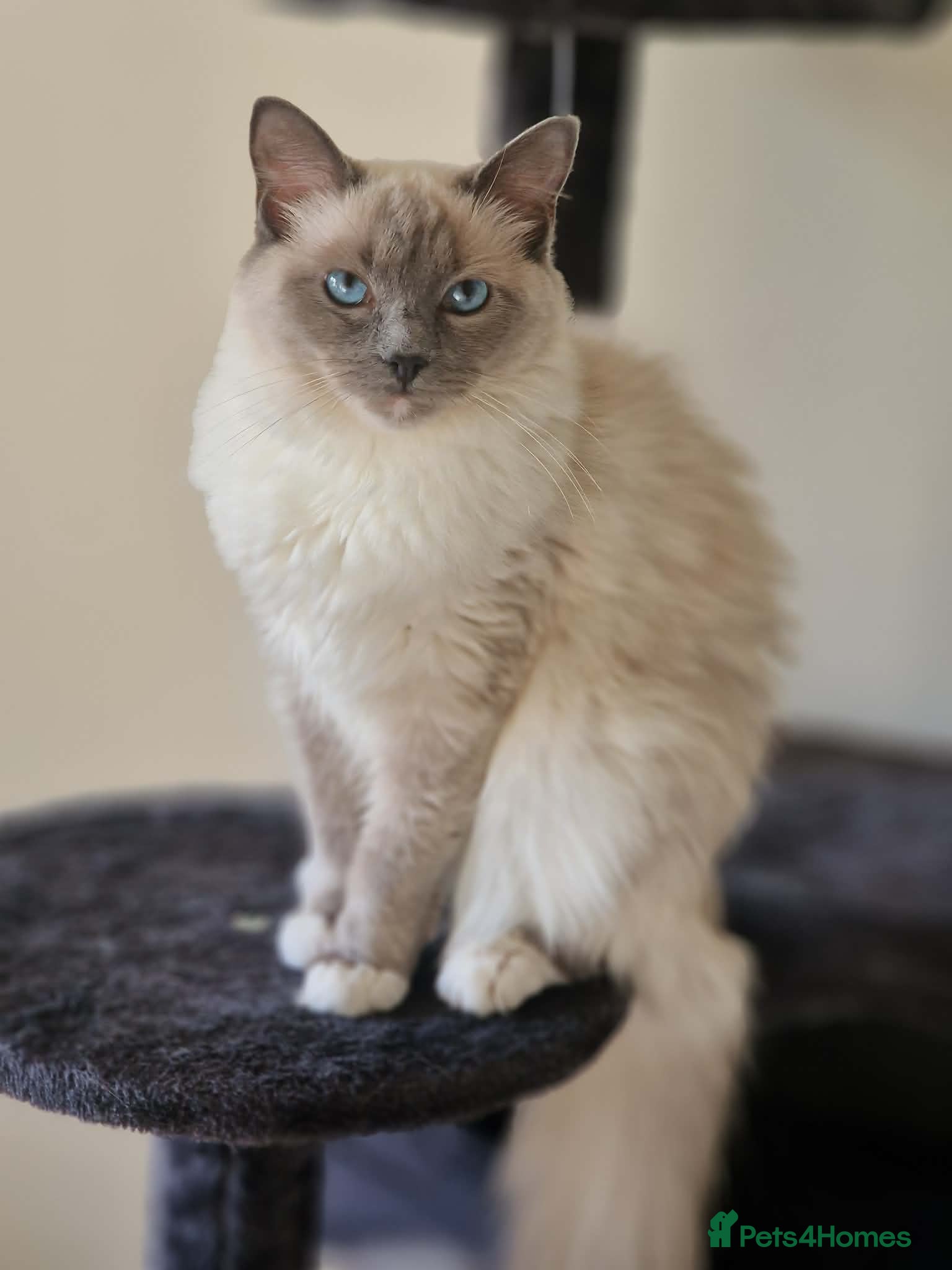 Ragdoll cats Beautiful Ragdoll Blue Mitten  - Advert 1