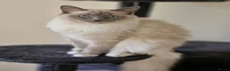 Ragdoll cats for sale: Beautiful Ragdoll Blue Mitten  - Advert 1