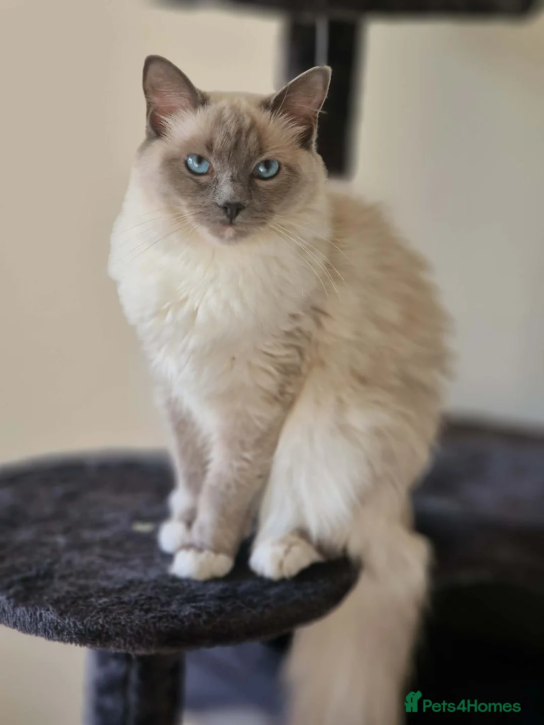 Ragdoll cats for sale: Beautiful Ragdoll Blue Mitten  - Advert 1
