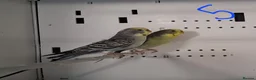Budgerigars birds for sale: Budgies breeding pairs  - Advert 10