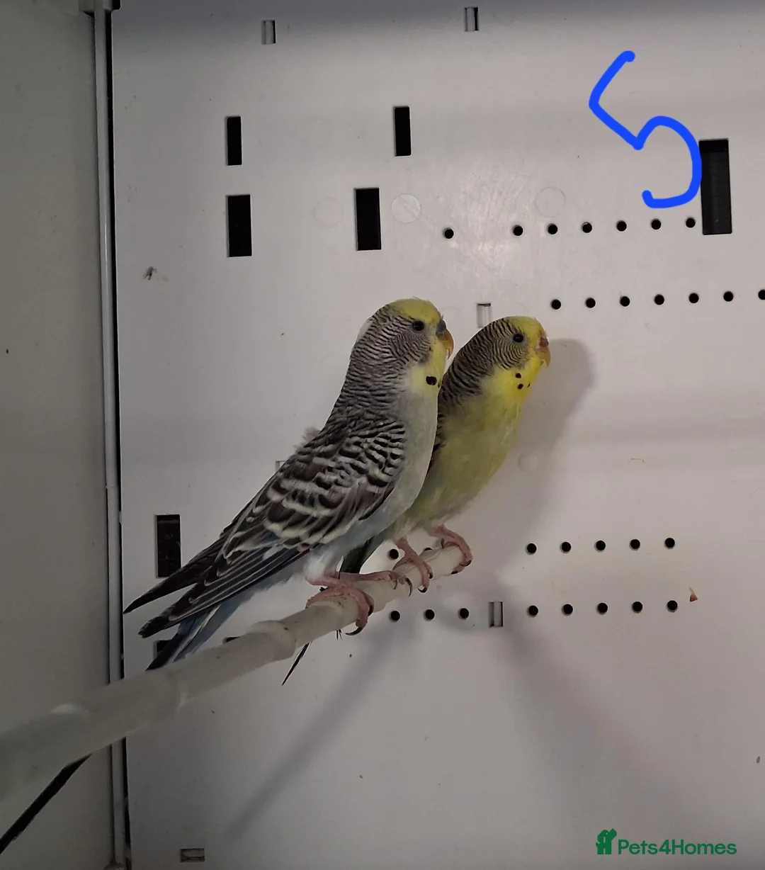 Budgerigars birds for sale: Budgies breeding pairs  - Advert 10