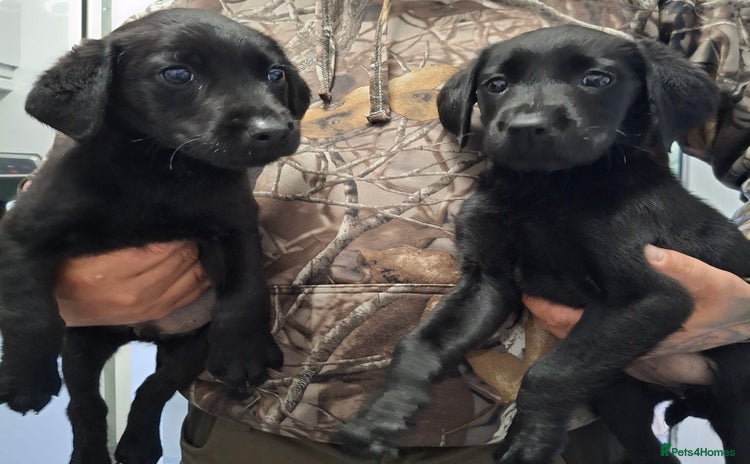 Labrador Retriever dogs - Advert 1
